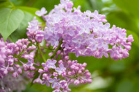  Edible Flowers, Common Lilac, English Lilac, French Lilac, Early Flowering Lilac, Dwarf Korean Lilac